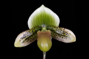 Paphiopedilum Jeweled Venus Spring Time HCC/AOS 78 pts.